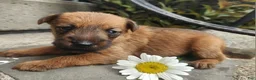 Irish Terrier dogs for sale: Ruby - Ad 3