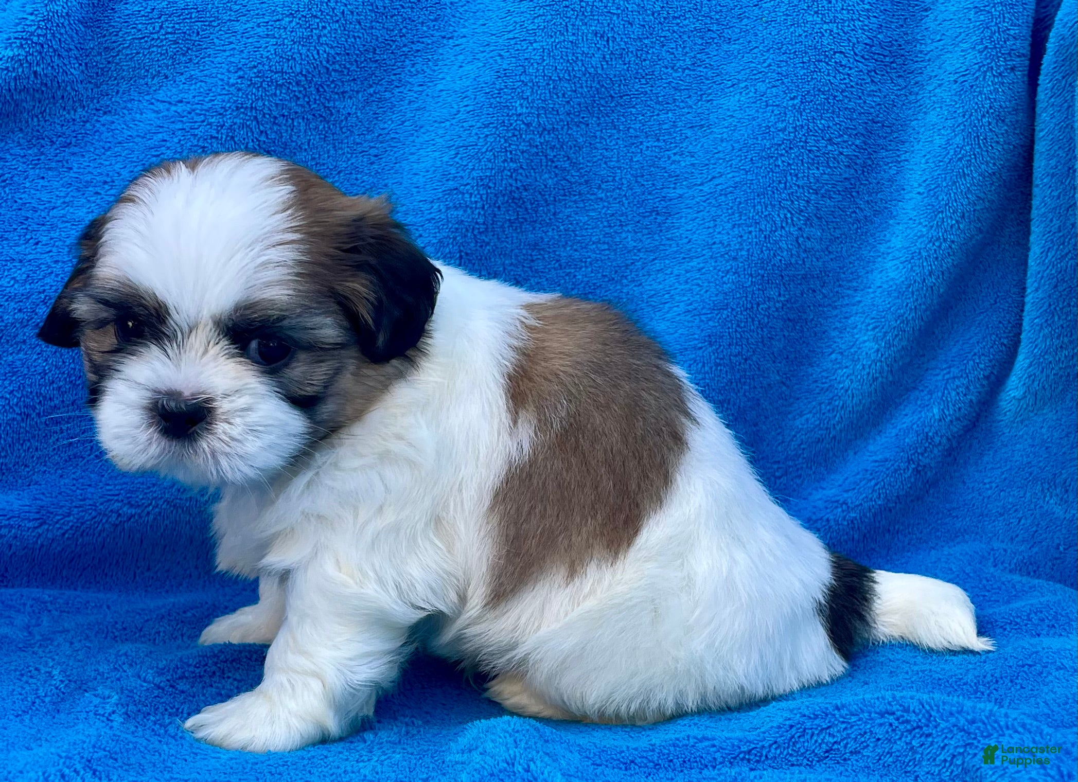 Shih Tzu dogs Bobby  - Ad 2