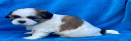 Shih Tzu dogs for sale: Bobby  - Ad 3