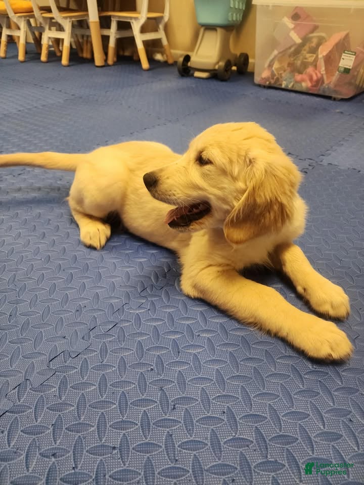 Golden Retriever dogs Golden Retriever 2 - Ad 2