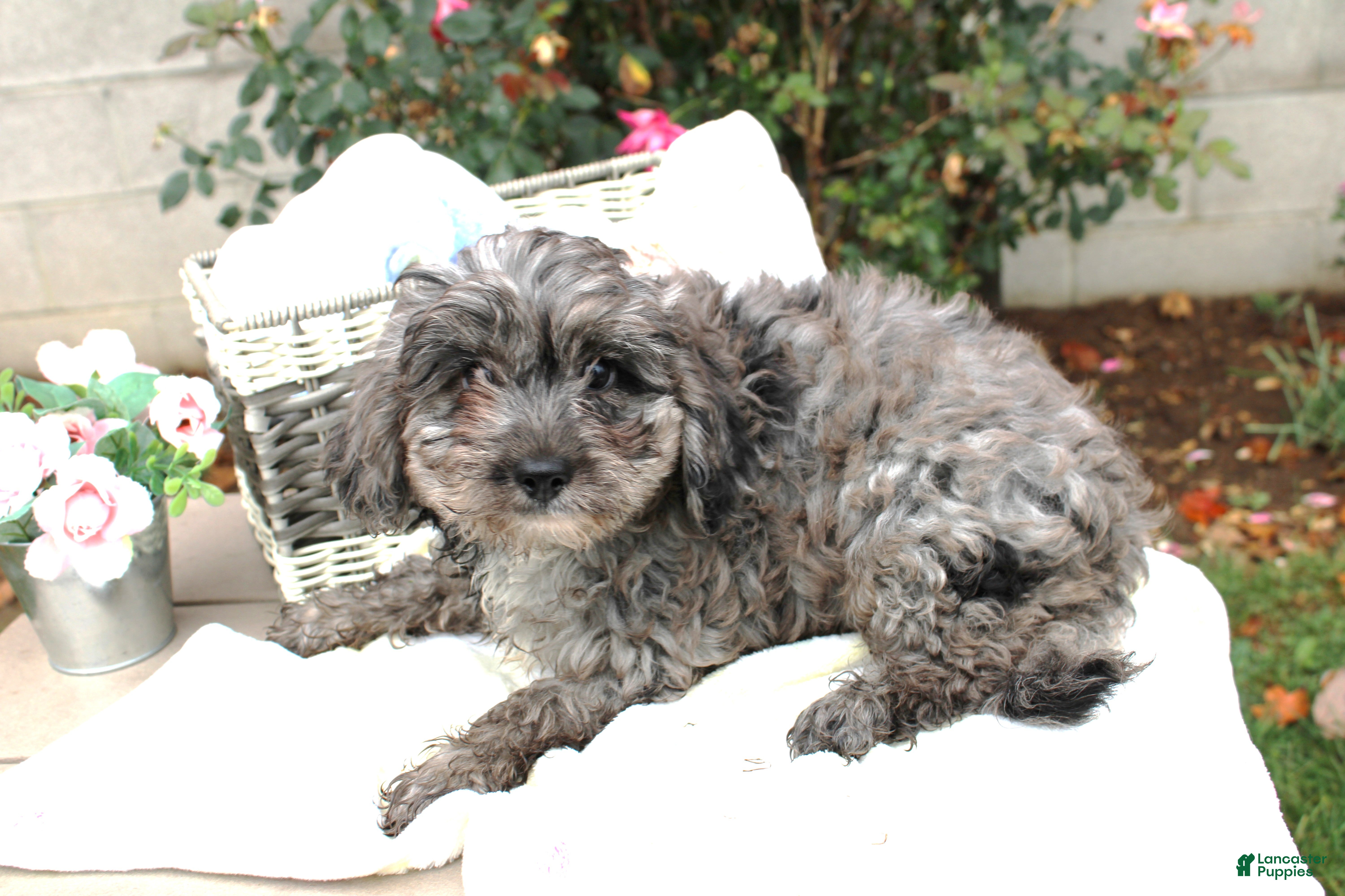 Cavapoo dogs Cavapoo Puppy 1 Silver - Ad 6