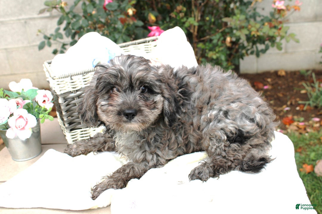 Cavapoo dogs for sale: Cavapoo Puppy 1 Silver - Ad 1