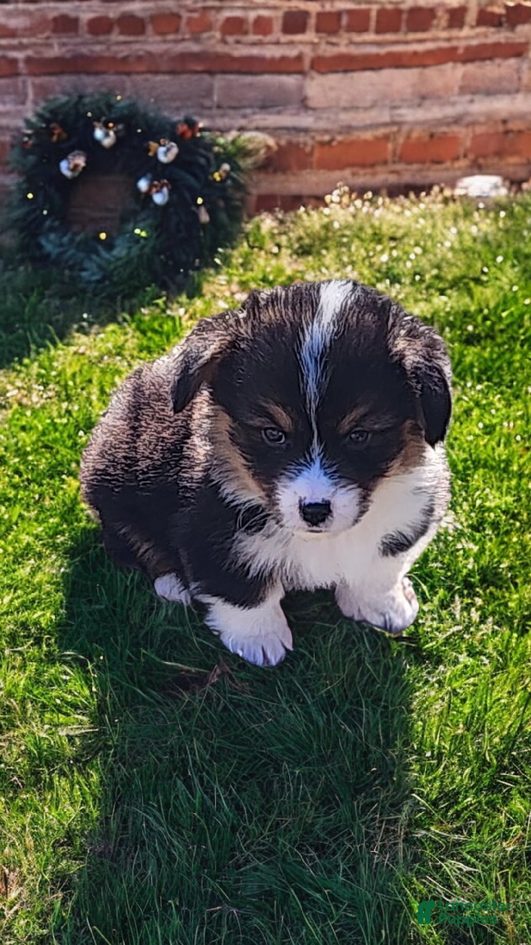 Welsh Corgi Pembroke dogs for sale: Blitzen fluffy  - Ad 1