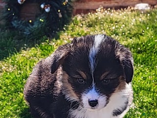 Welsh Corgi Pembroke dogs Blitzen fluffy - Ad 12