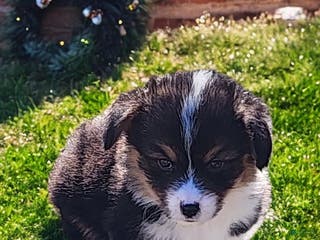 Welsh Corgi Pembroke dogs Blitzen fluffy - Ad 10