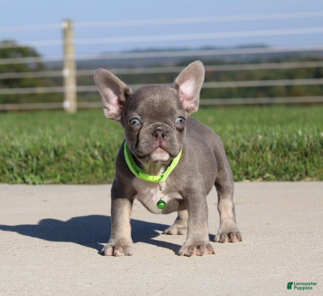 French Bulldog dogs for sale: Charlie - Ad 7