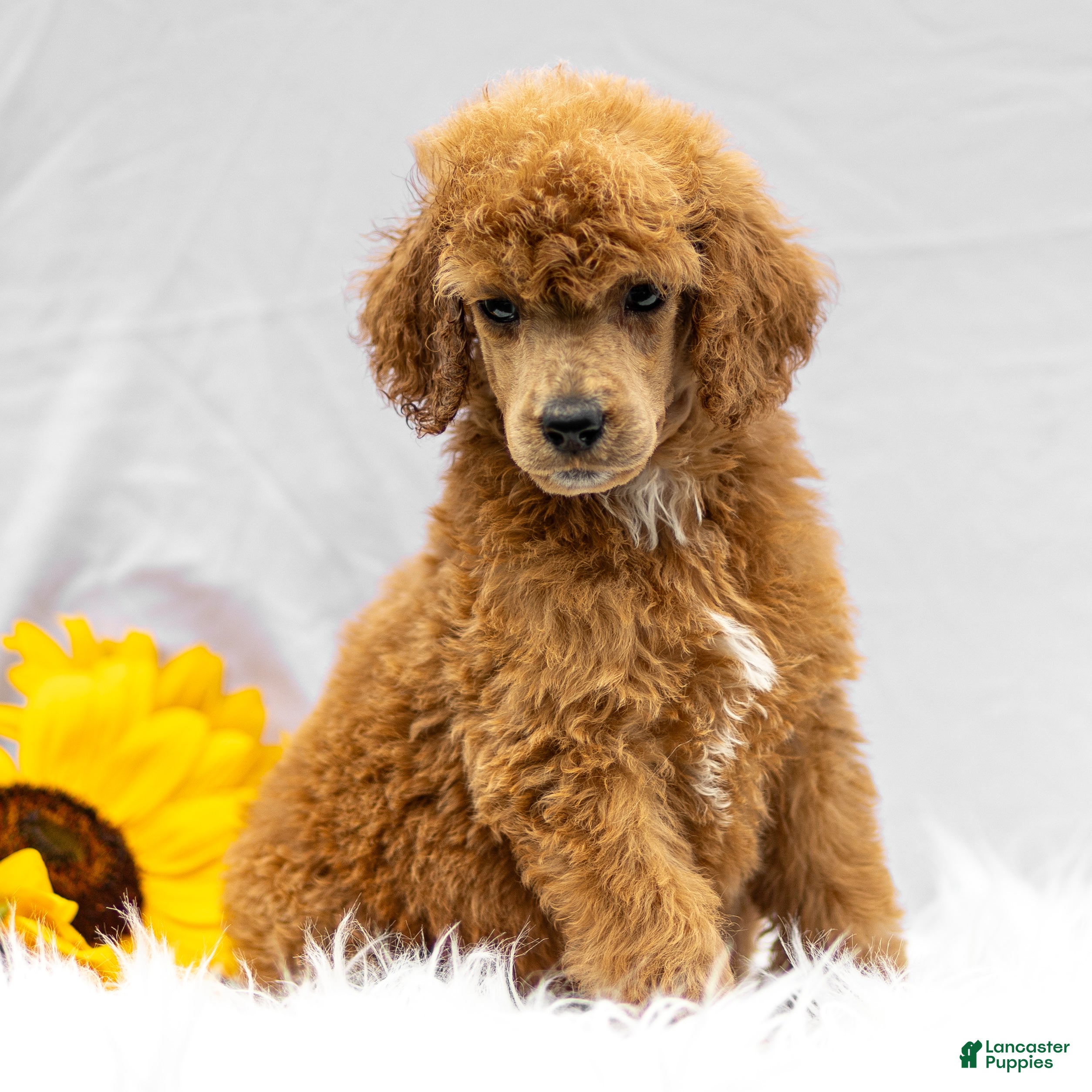 Standard Poodle dogs Mary - Ad 2