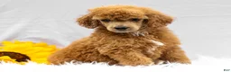 Standard Poodle dogs for sale: Mary - Ad 2