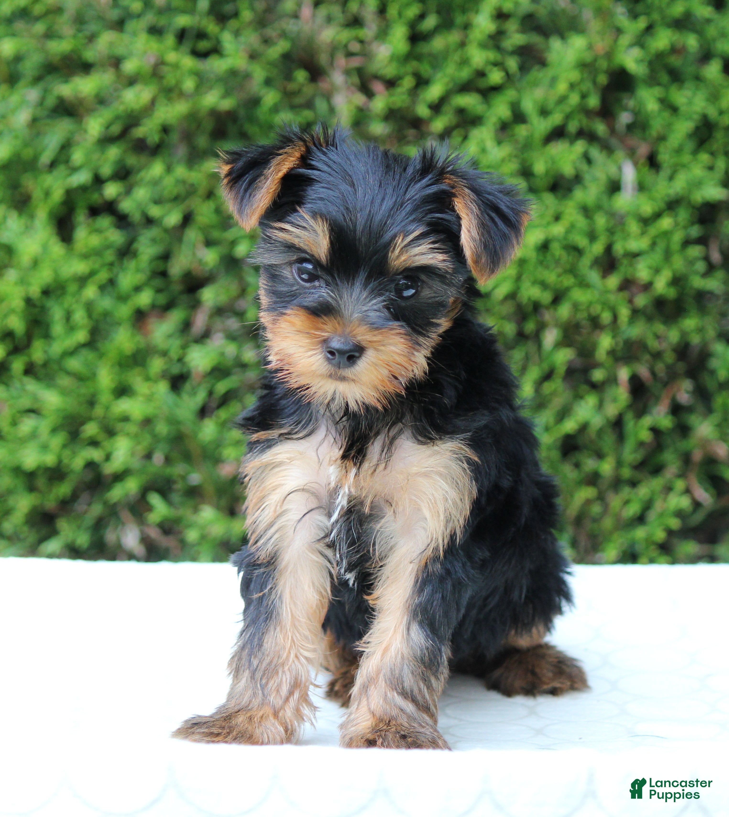Yorkshire Terrier dogs Ryder - Ad 2