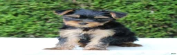 Yorkshire Terrier dogs for sale: Ryder - Ad 2