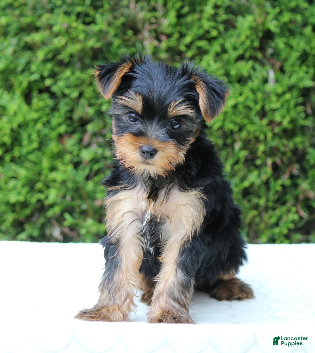 Yorkshire Terrier dogs for sale: Ryder - Ad 2