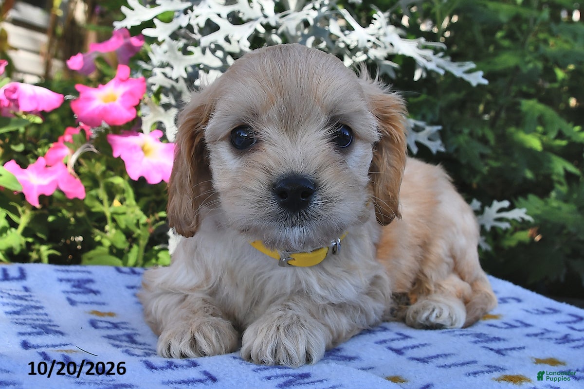 Cavachon dogs for sale: Tanner  - Ad 1