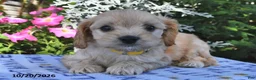 Cavachon dogs for sale: Tanner  - Ad 1