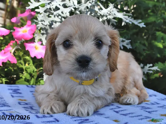 Cavachon dogs for sale: Tanner - Ad 1