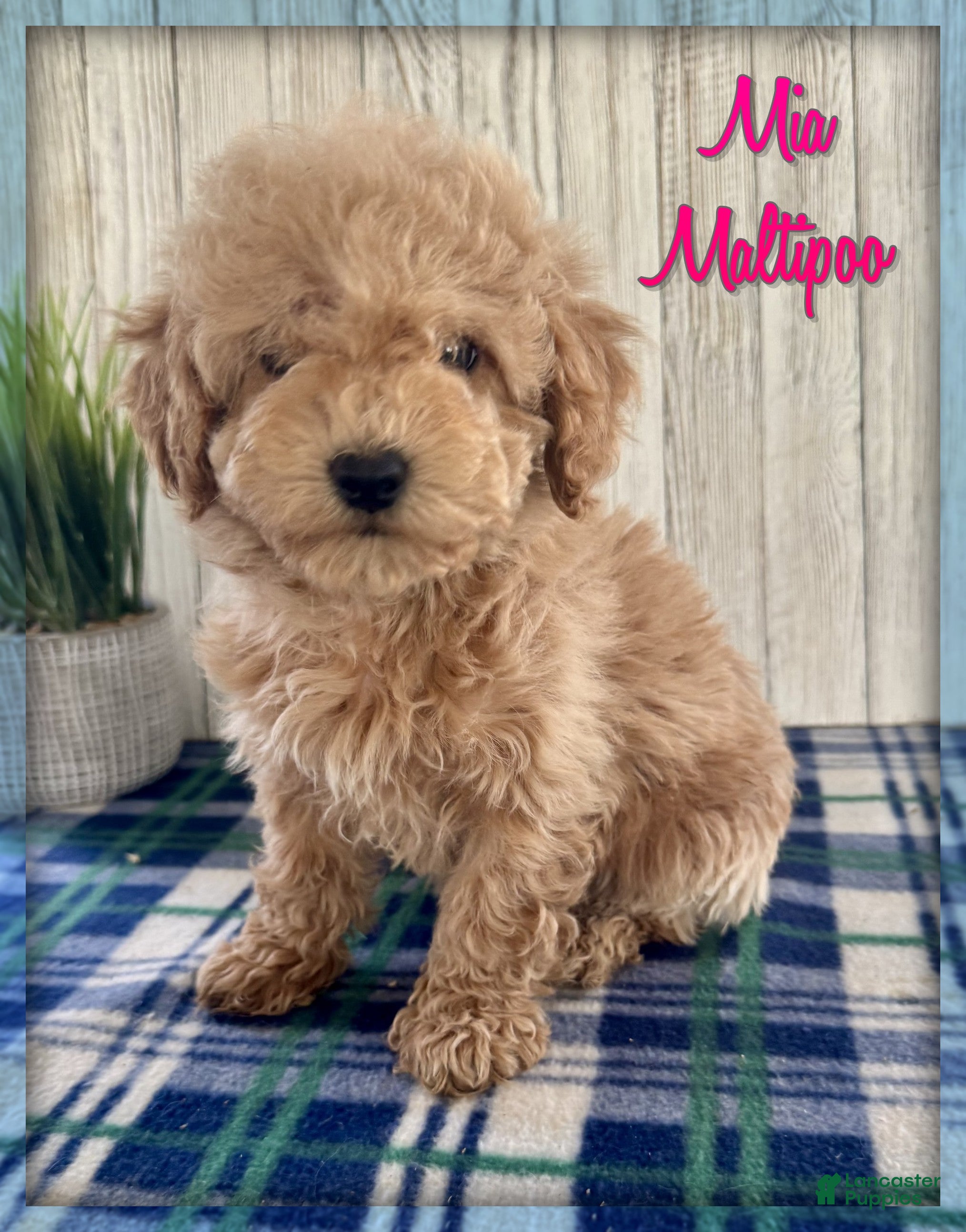 Maltipoo dogs Mia - Ad 1