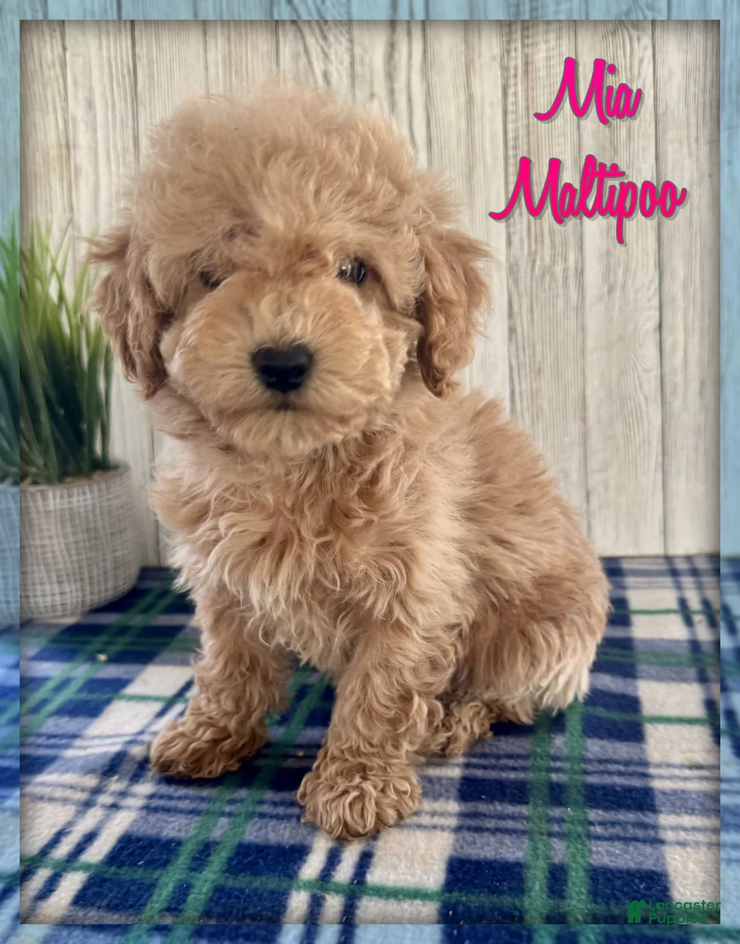 Maltipoo dogs for sale: Mia - Ad 1