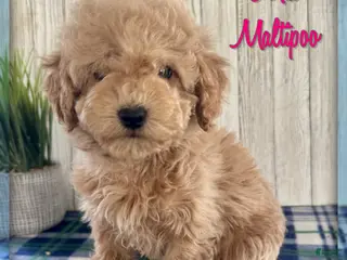 Maltipoo dogs for sale: Mia - Ad 2