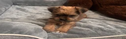 Shorkie dogs for sale: Luigi - Ad 1