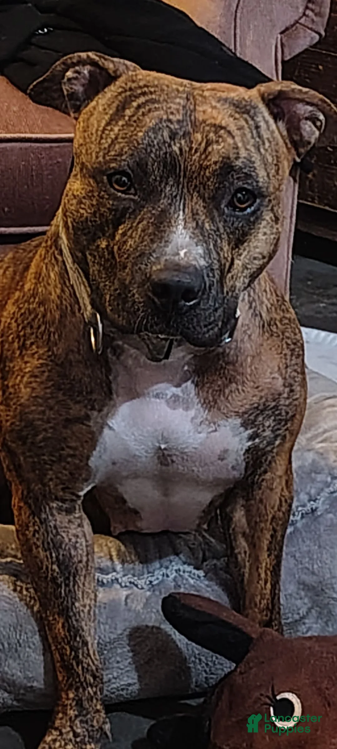 American Pit Bull Terrier dogs for sale: American Pit Bull Terrier 8 - Ad 2