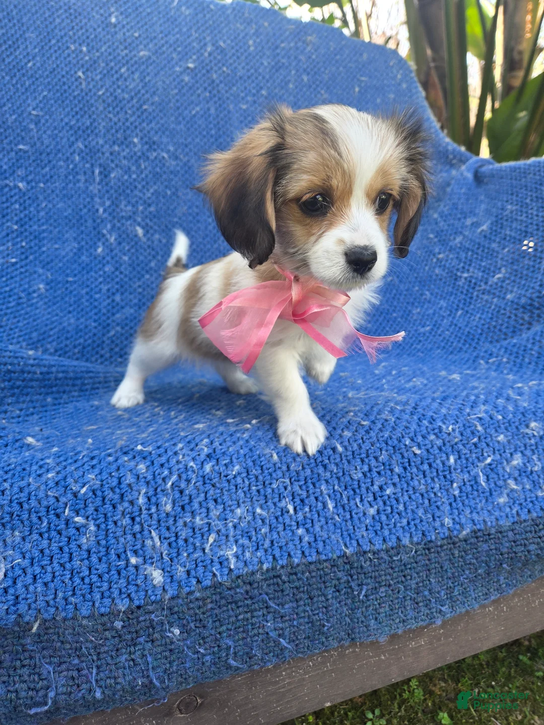 Chorkie dogs for sale: Cali - Ad 1