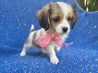 Chorkie dogs Cali - Ad 2