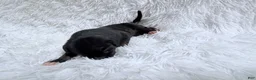 Great Dane dogs for sale: Cappuccino  - Ad 1