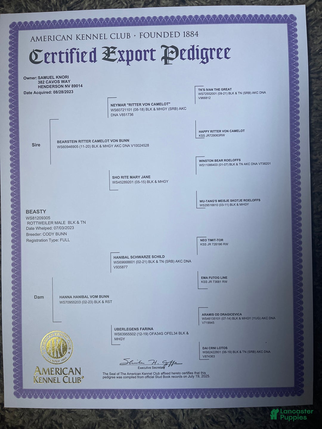 Rottweiler dogs for sale: 3rd Pick Female - Ad 12