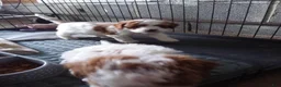 Cavapoo dogs for sale: Cavapoo 1 - Ad 8