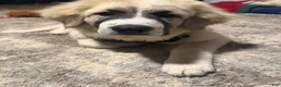 Great Pyrenees dogs for sale: Great Pyrenees 1 - Ad 3