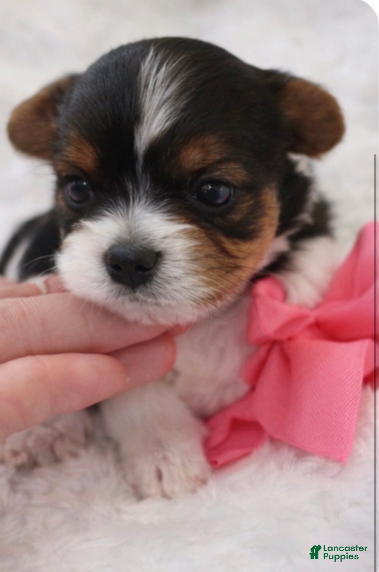 Biewer Terrier dogs Penny - Ad 1