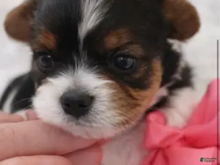 Biewer Terrier dogs for sale: Penny - Ad 2