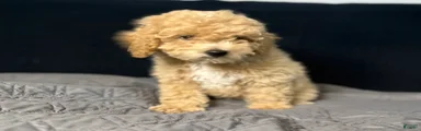 Mini Goldendoodle 3