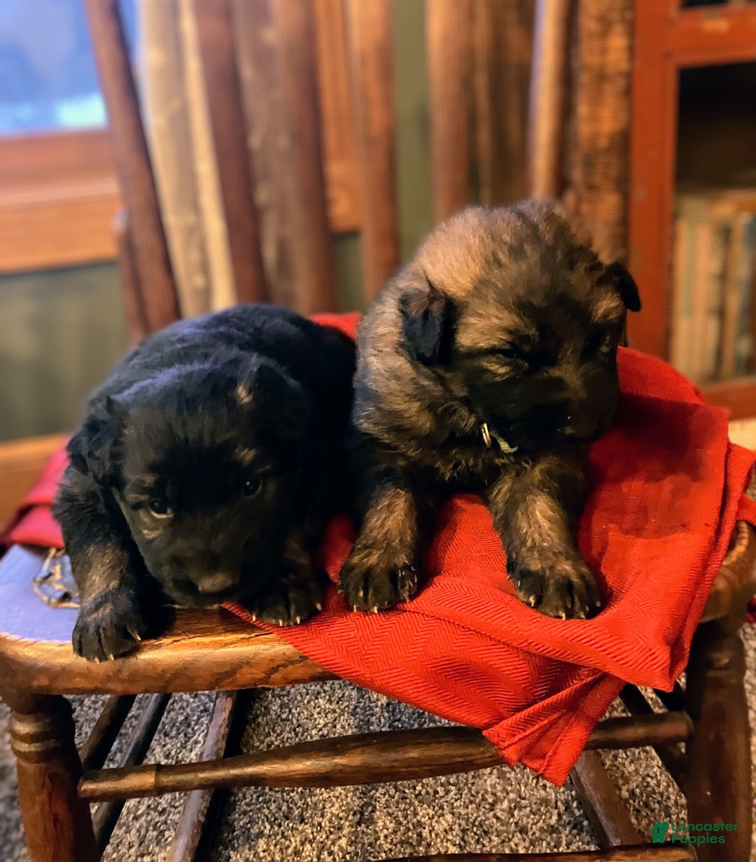 German Shepherd dogs for sale: ♥️SWEET SABLE ♥️ - Ad 10