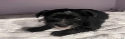 Yorkiepoo dogs for sale: Yorkiepoo 1 - Ad 7