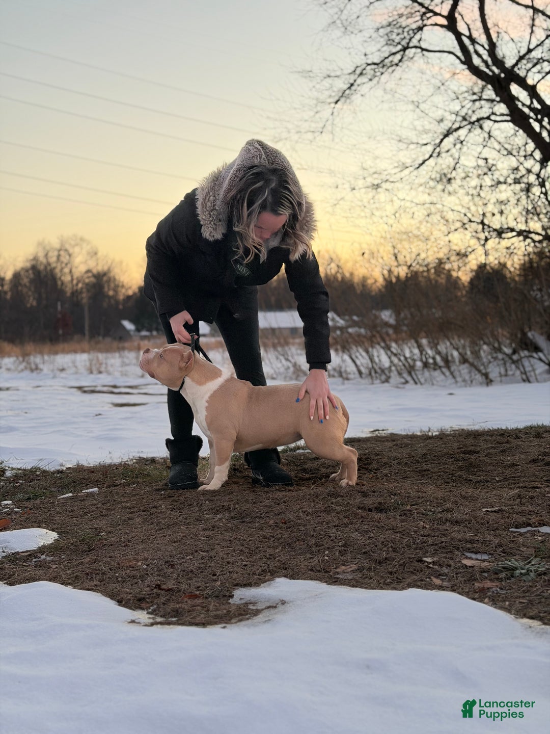 American Bully dogs for sale: American Bully Female 2 - Ad 3