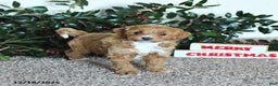 Mini Goldendoodle dogs for sale: Kiki - Ad 4