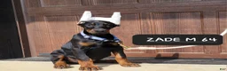 Doberman Pinscher dogs for sale: ZADE  - Ad 1