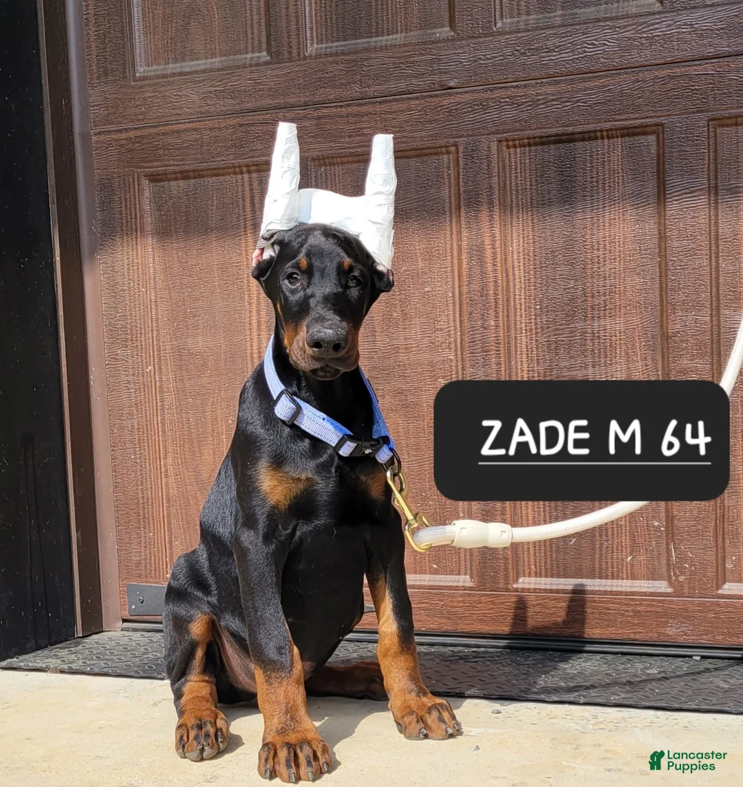 Doberman Pinscher dogs for sale: ZADE  - Ad 1