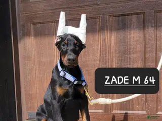 Doberman Pinscher dogs for sale: ZADE - Ad 3
