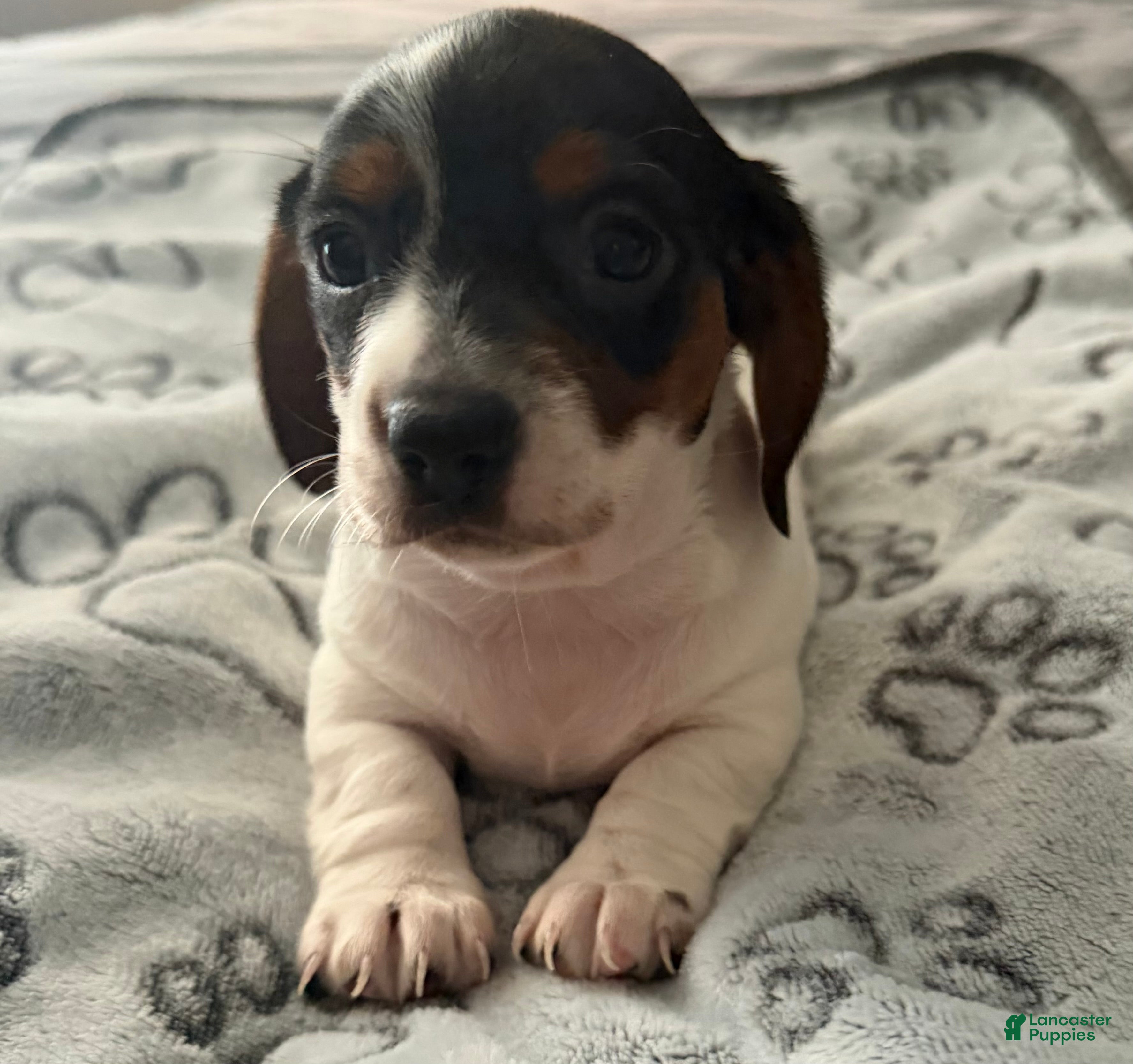 Miniature Dachshund dogs Miniature Dachshund 2 - Ad 41