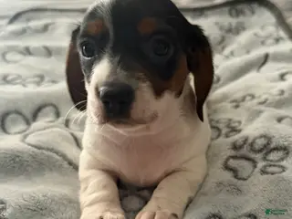 Miniature Dachshund dogs Miniature Dachshund 2 - Ad 41