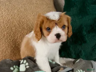 Cavalier King Charles Spaniel dogs Archie - Ad 29