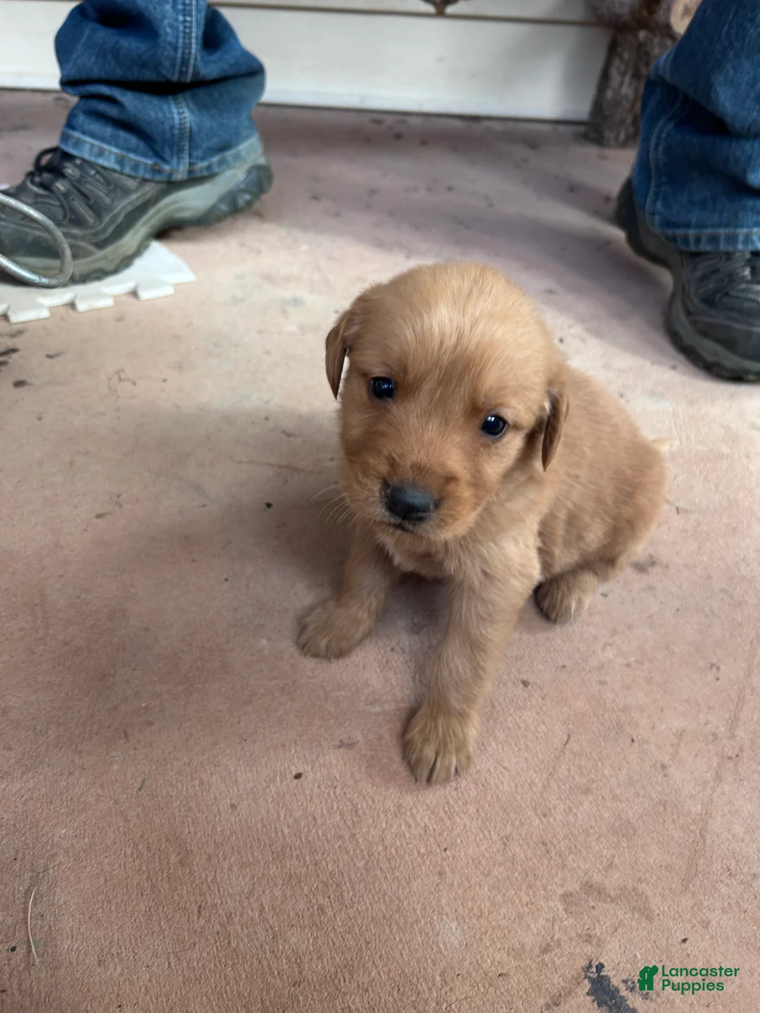 Golden Retriever dogs for sale: Jake (blue) - Ad 2