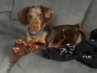 Miniature Dachshund dogs Miniature Dachshund Puppy 1 - Ad 19