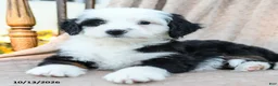 Mini Bernedoodle dogs for sale: Target - Ad 3