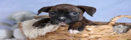 Boxer dogs for sale: Striker - Ad 13
