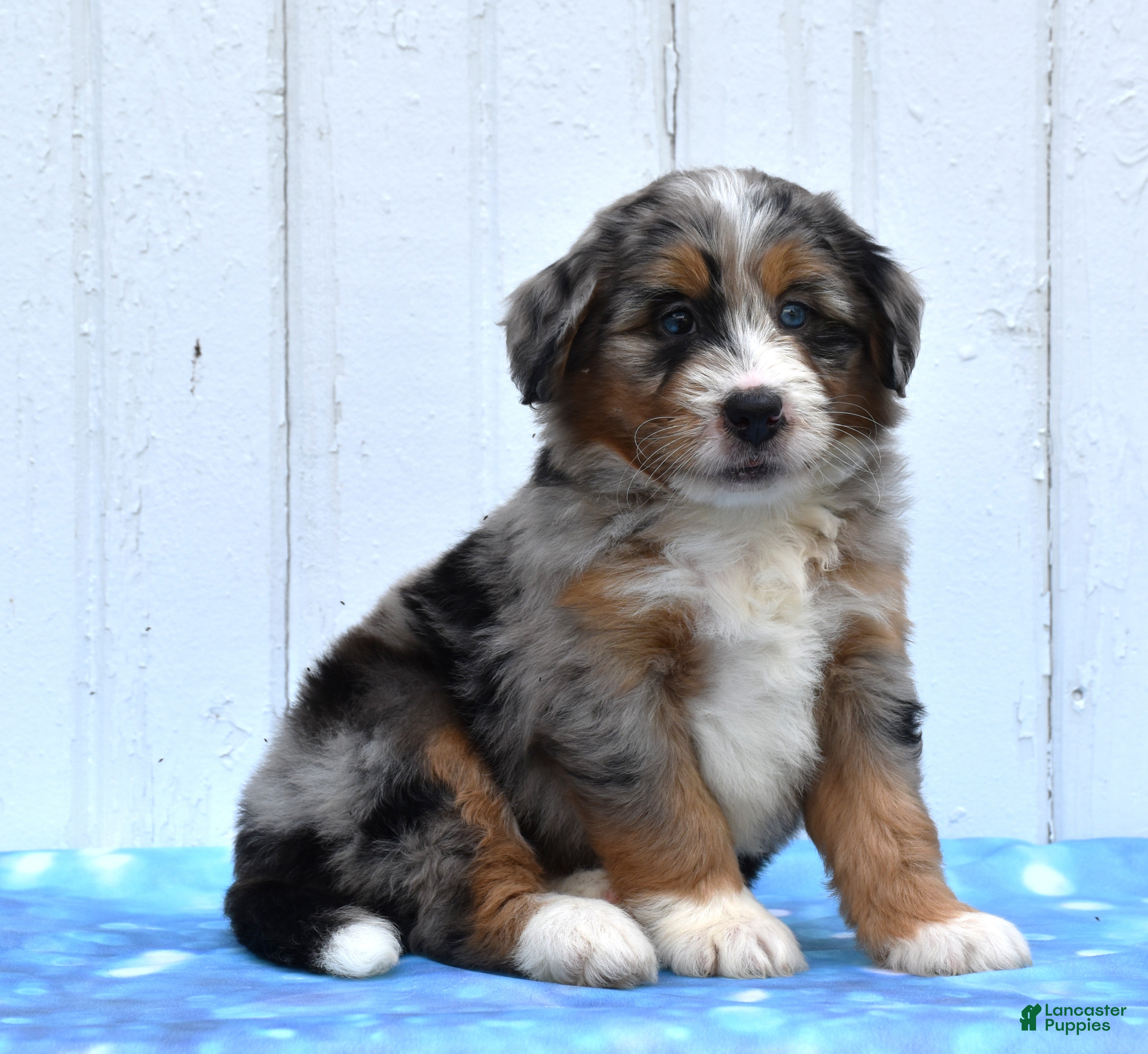 Mini Bernedoodle dogs Cammie - Ad 1