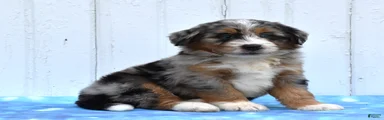 Cammie
