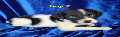 French Brittany boy 2
