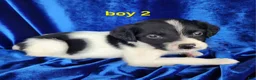 Brittany Spaniel dogs for sale: French Brittany boy 2 - Ad 1
